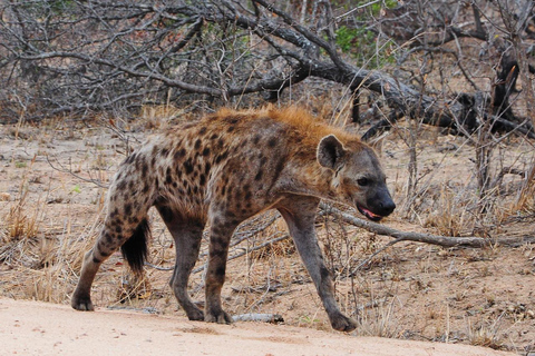 Aventura de safari de 2 dias para Nyerere a partir de Zanzibar em voo