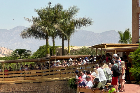 Agadir: Goats on Trees & Crocoparc Tour Goats on Trees & Crocoparc – Entry Ticket Included