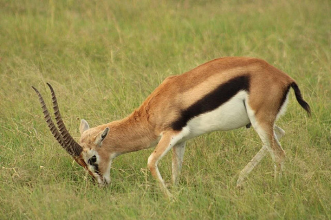 Da Nairobi: escursione al Parco Nazionale del Lago NakuruEscursione al Parco Nazionale del Lago Nakuru senza biglietto d&#039;ingresso