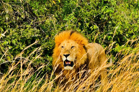 Diani/Mombasa: Private Tsavo East Day Safari in 4x4 Cruiser.