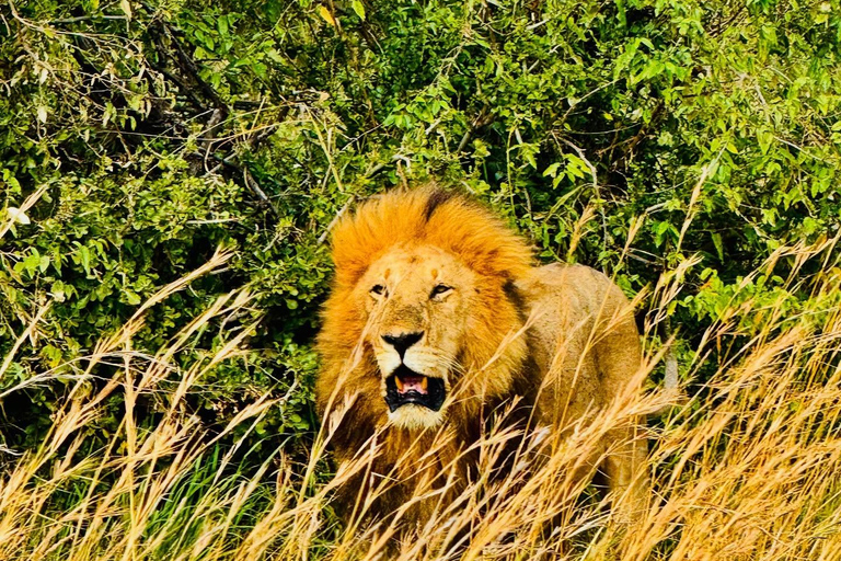 Diani/Mombasa: Private Tsavo East Day Safari in 4x4 Cruiser.