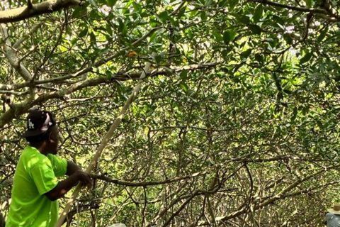 Visit Manzanillo mangroves + mini artisanal fishing class + beach club Visit mangroves in Manzanillo + mini artisanal fishing class + beach club