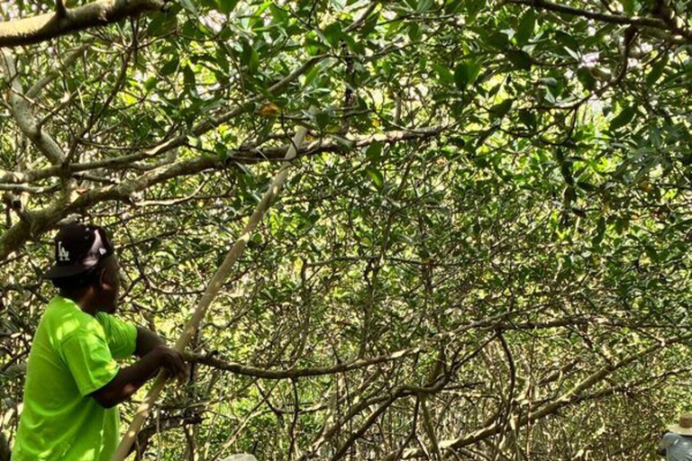 Visit Manzanillo mangroves + mini artisanal fishing class + beach club Visit mangroves in Manzanillo + mini artisanal fishing class + beach club