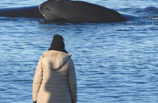 Wale auf der Halbinsel Valdés: Whale Watching an der Küste und per Boot