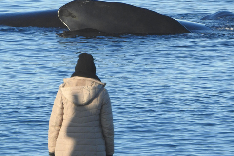 Whales in Peninsula Valdés: Coastal and Boat Whale Watching