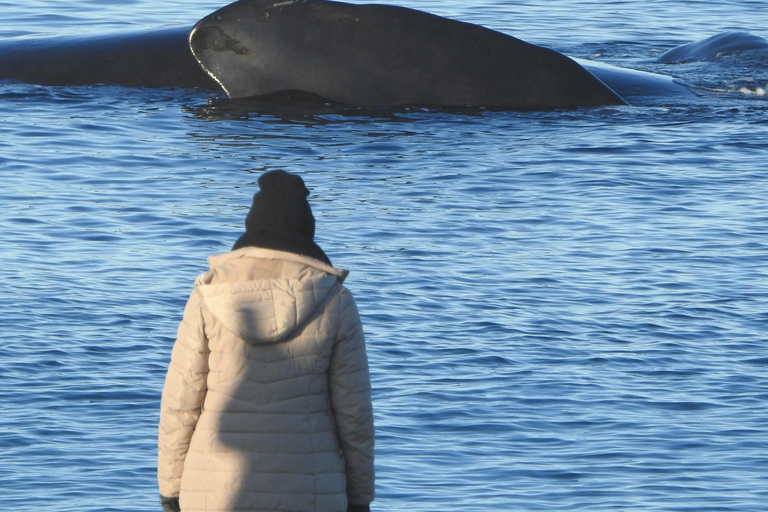 Whales in Peninsula Valdés: Coastal and Boat Whale Watching