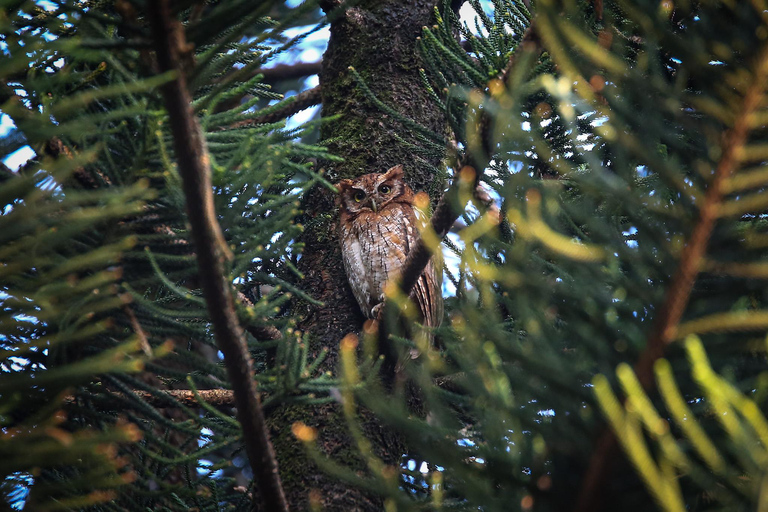 Birding Medellin z ekspertem obserwującym ptaki (prywatnie)