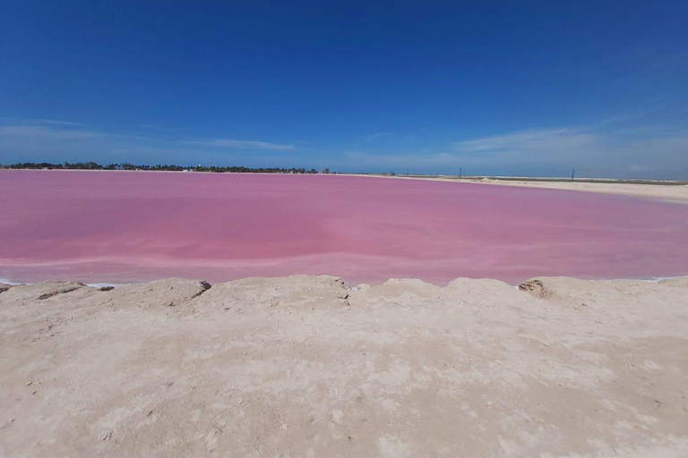 Rio Lagartos et Las Coloradas : EcoSafari Flamingo DeluxRio Lagartos et Las Coloradas : EcoSafari Flamingo Deluxe