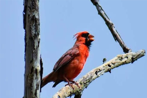 Kauai: Guided Hike and Waterfall Swim Kauai: Waterfall Swim and Hike