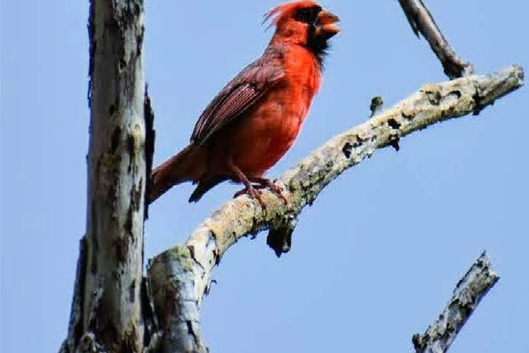Kauai: Guided Hike and Waterfall Swim Kauai: Waterfall Swim and Hike