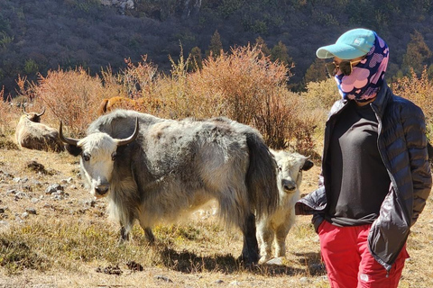 Journey Through Langtang: A 6-Day Trek with Meals