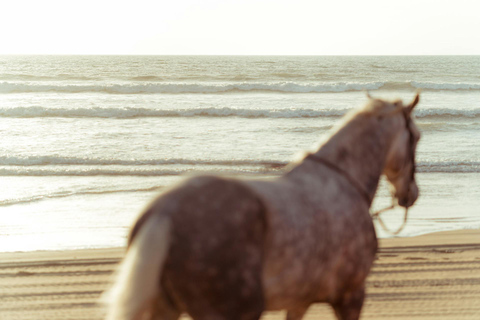 Saint Lucia: Sunset Horseback Ride & Ocean Swim Experience