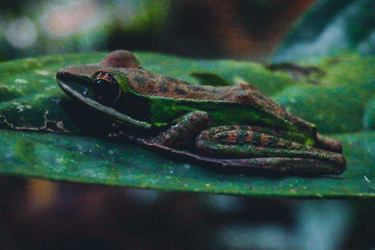 Kuala Lumpur: Waterfall Hike and Wildlife Spotting