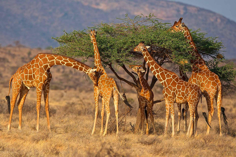 From Nairobi: 3-Day Samburu National Reserve