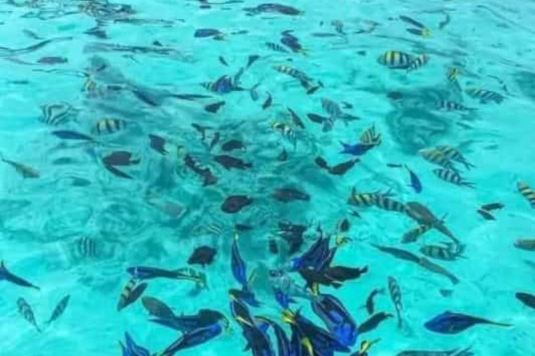 زنجبار: البحيرة الزرقاء ونجم البحر وكهف كوزا وسباحة السلاحفالنقل إلى الفندق داخل المنطقة الجنوبية