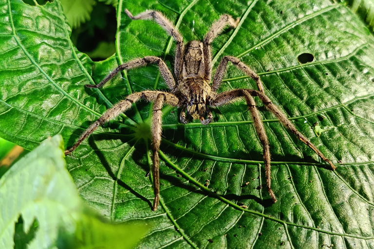 Nocna wycieczka Cahuita&#039;s Tarantula Way