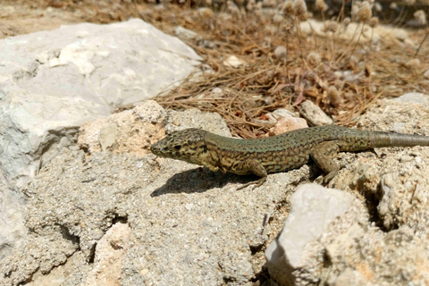 Santa Ponta/Peguera: Dragonera Island Cruise with Swim StopTour with Santa Ponsa Meeting Point