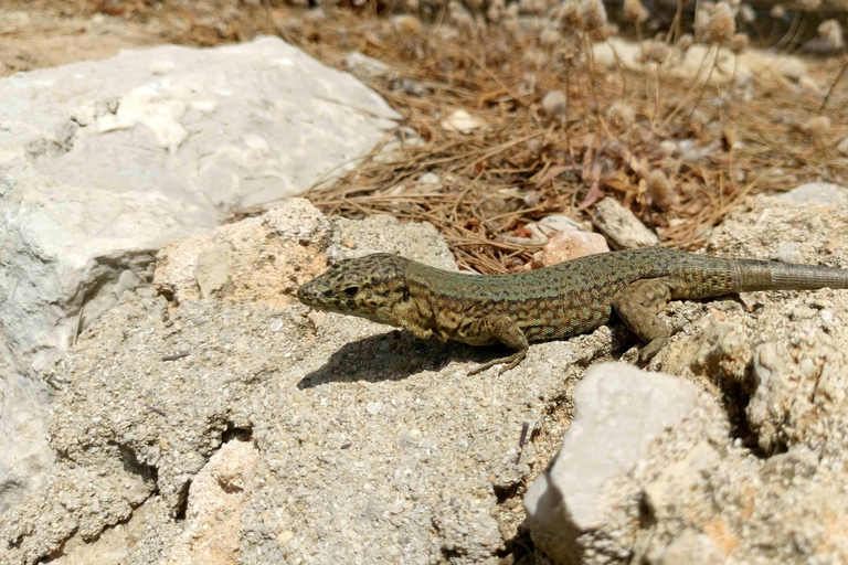 Santa Ponta/Peguera: Kryssning på ön Dragonera med badstoppTur med mötesplats Santa Ponsa