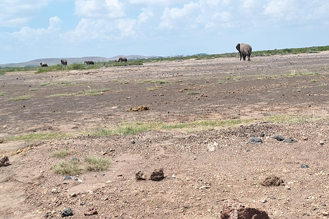Nairobi: Amboseli National Park Tagestour mit PirschfahrtenSolo Nairobi: Amboseli National Park Tagestour