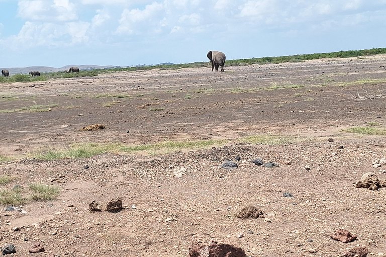 Nairobi: Amboseli National Park Tagestour mit PirschfahrtenSolo Nairobi: Amboseli National Park Tagestour