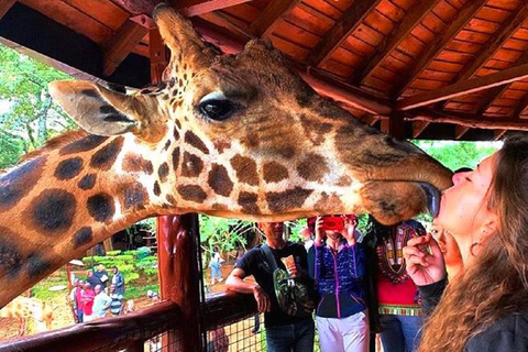 Meio dia Parque Nacional de Nairóbi, Karen Blixen, Centro de Girafas