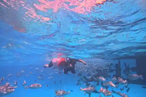 Maafushi: Dolphin Watching and Coral Gardens Snorkeling Tour