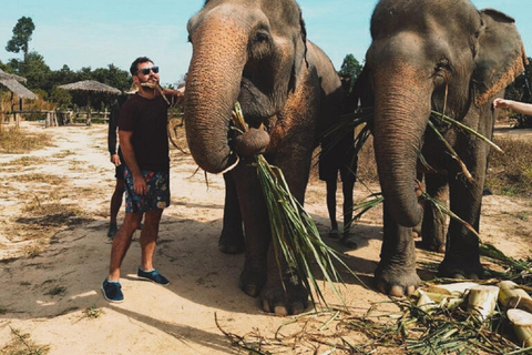 Rundtur i Kambodjas elefantreservat och Banteay Srey-templet