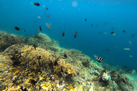 Excursão exclusiva de pesca e snorkeling em Lombok através de 4 Gilis