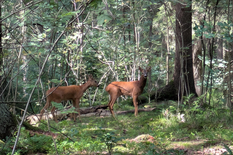 Helsinki: Finnish forest mythology Tour - Feminine powers Helsinki: Private Forest mythology Tour