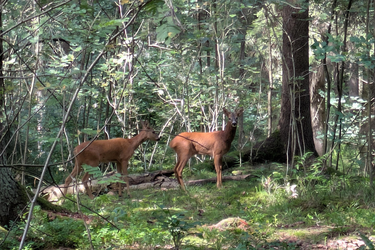 Helsinki: Finnish forest mythology Tour - Feminine powers Helsinki: Private Forest mythology Tour