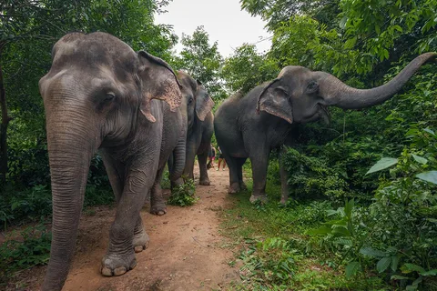 Kulen Elephant Forest Tour with Hotel Pick-up & Drop off