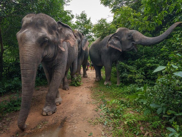 Visit Kulen Elephant Forest Tour with Hotel Pick-up & Drop off in Siem Reap