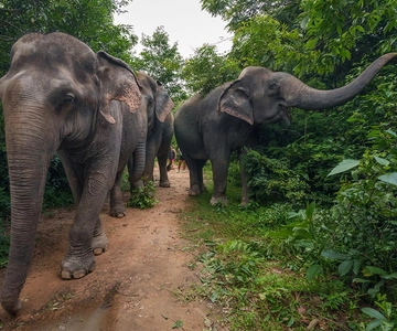 Kulen Elephant Forest Tour with Hotel Pick-up & Drop off