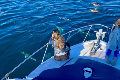 Da Benalmádena e Torremolinos: Gita in barca con osservazione dei delfini