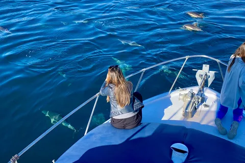 Från Benalmádena & Torremolinos: Båttur med delfinskådning