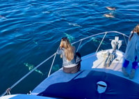 Von Benalmádena & Torremolinos, Dolphin Watch Bootsausflug - Hizvo