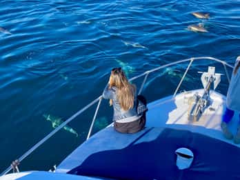 From Benalmádena & Torremolinos: Dolphin Watch Boat Trip