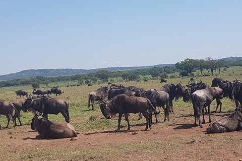 4 Days in the African Wilderness, A Safari to Remember