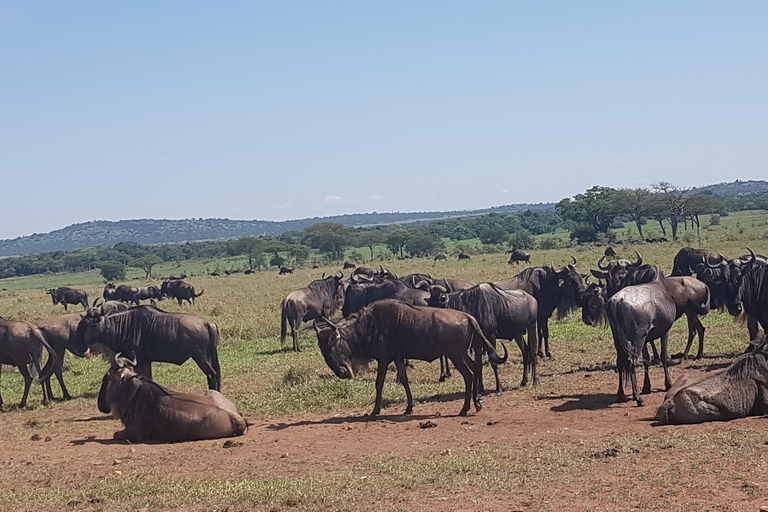 4 Days in the African Wilderness, A Safari to Remember