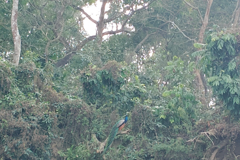 4 dias com uma noite de torre no Parque Nacional de Chitwan