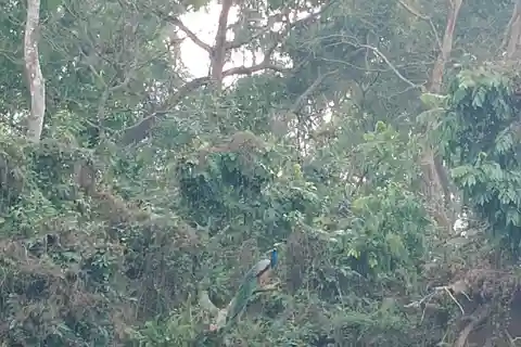 Da Kathmandu: tour breve di 2 giorni del Parco Nazionale della Fauna Selvatica