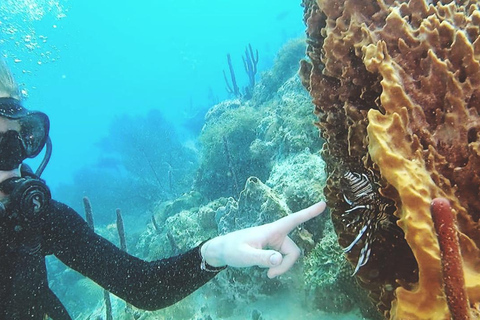 Buceo en la Isla Catalina: 2 botellas - 2 puntos