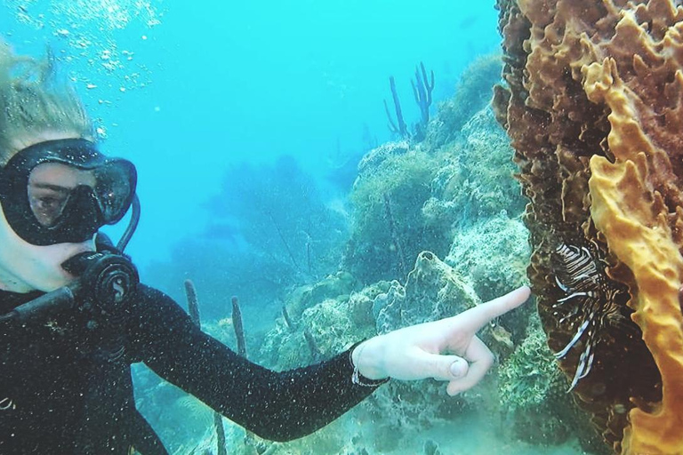 Buceo en la Isla Catalina: 2 botellas - 2 puntos