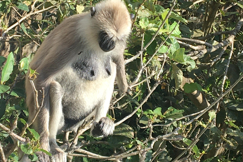 Excursión de un día a la selva tropical de Colombo/Cmb/Sinharaja con almuerzo