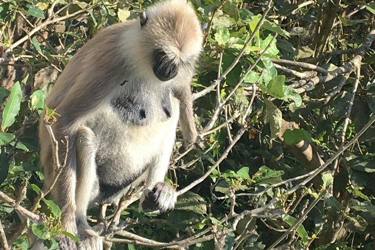 Colombo/Cmb/ Viagem de 1 dia à floresta tropical de Sinharaja com almoço