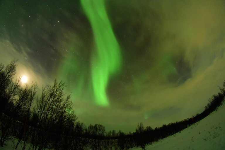 Abisko: Persegue a aurora com motas de nevePerseguição Aurora - Trenó