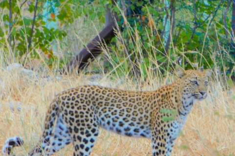 Excursion d&#039;une journée à Chobe