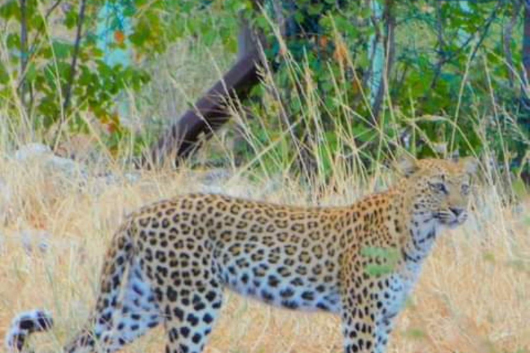 Excursion d&#039;une journée à Chobe