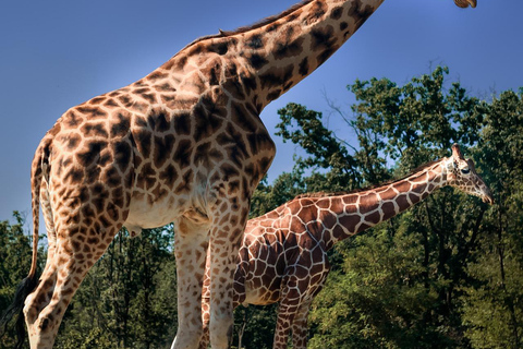 Från Zanzibar: Selous Game Reserve Dagsafari med flyg