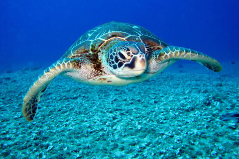 Gili Trawangan: Gili Islands Snorkeling Tour with Memories